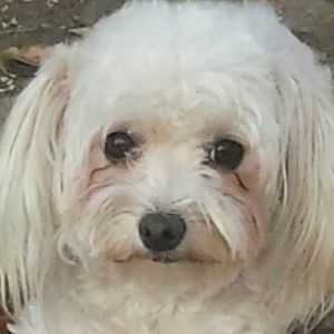 Meet your Posher, Jose